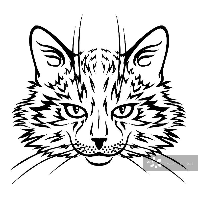 皱眉猫的口鼻部图片素材