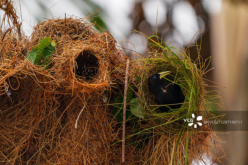 织巢鸟的巢内装饰图片素材