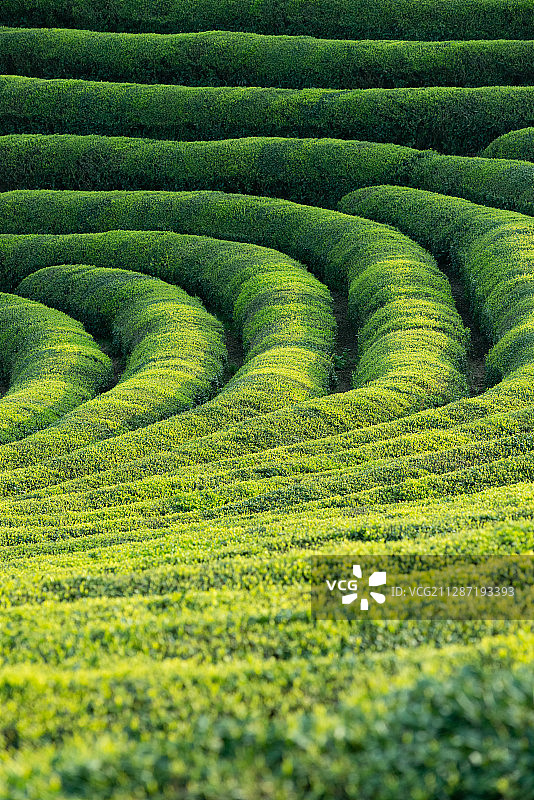 浙江杭州西湖梅家坞钱塘江灵隐寺龙井茶绿茶线条城市风光图片素材