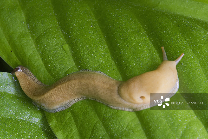 香蕉蛞蝓图片素材