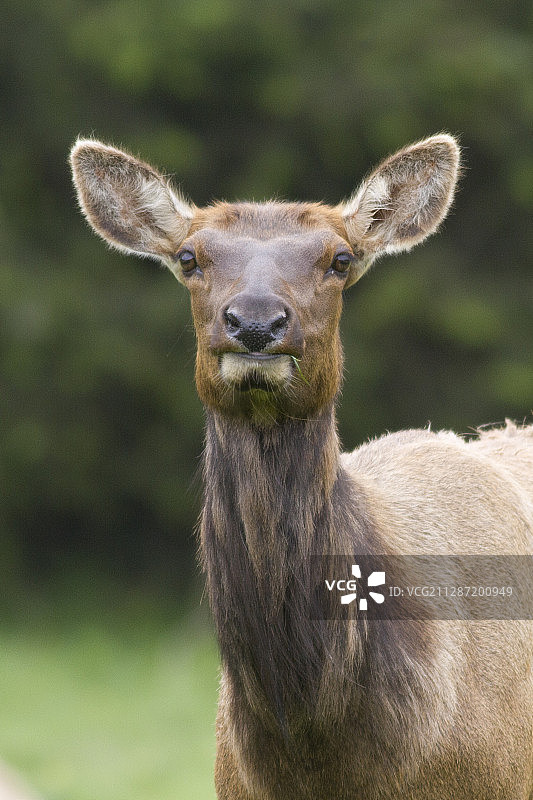 罗斯福麋鹿雌性进食特写图片素材
