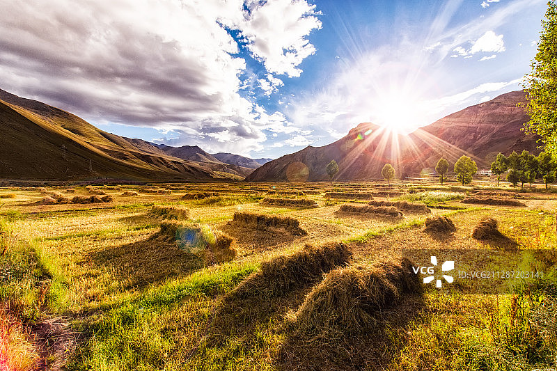 青稞麦田丰收图片素材
