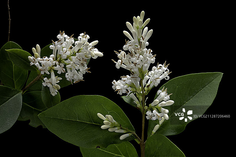 欧洲女贞图片素材