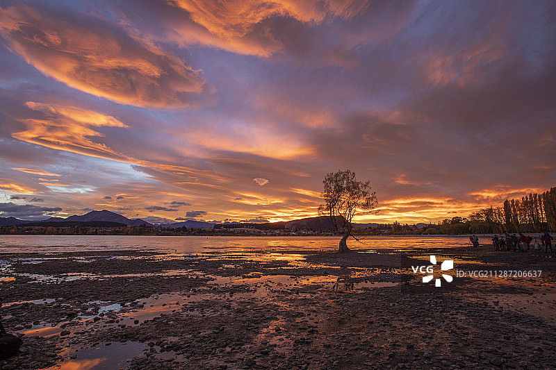 瓦纳卡湖中孤独的树图片素材