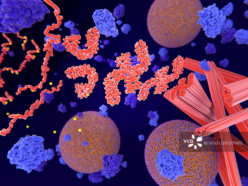 阿尔茨海默病中的Tau蛋白，图示图片素材