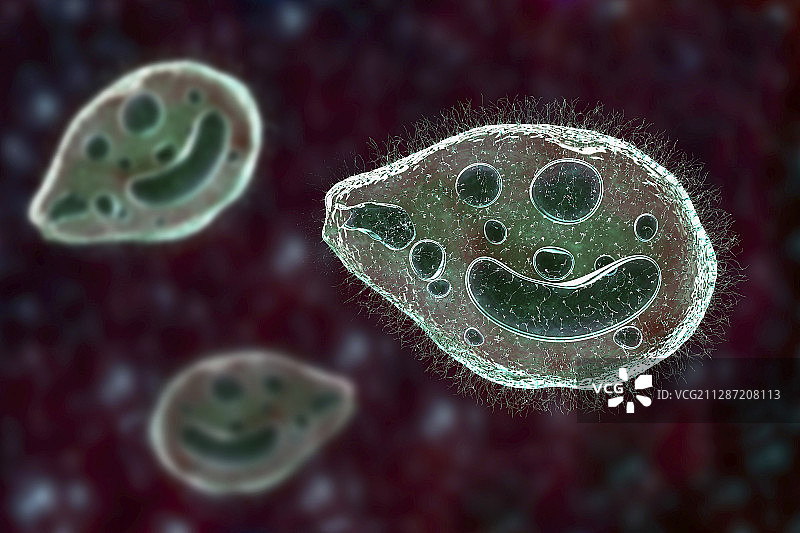 结肠巴兰蒂虫原生动物插图图片素材