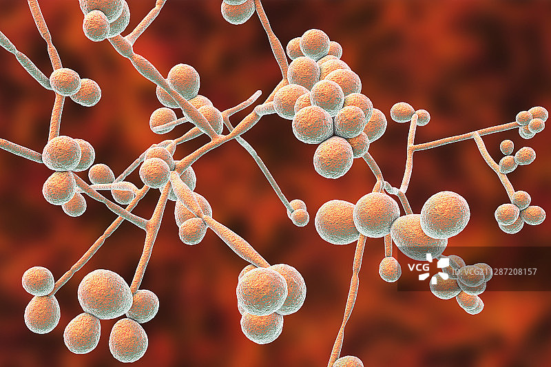 白色念珠菌酵母和菌丝阶段插图图片素材