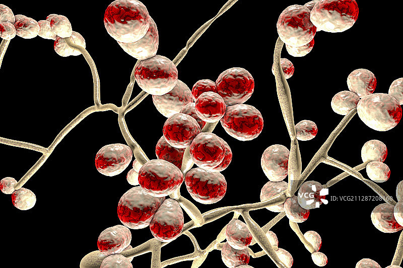 白色念珠菌酵母和菌丝阶段插图图片素材