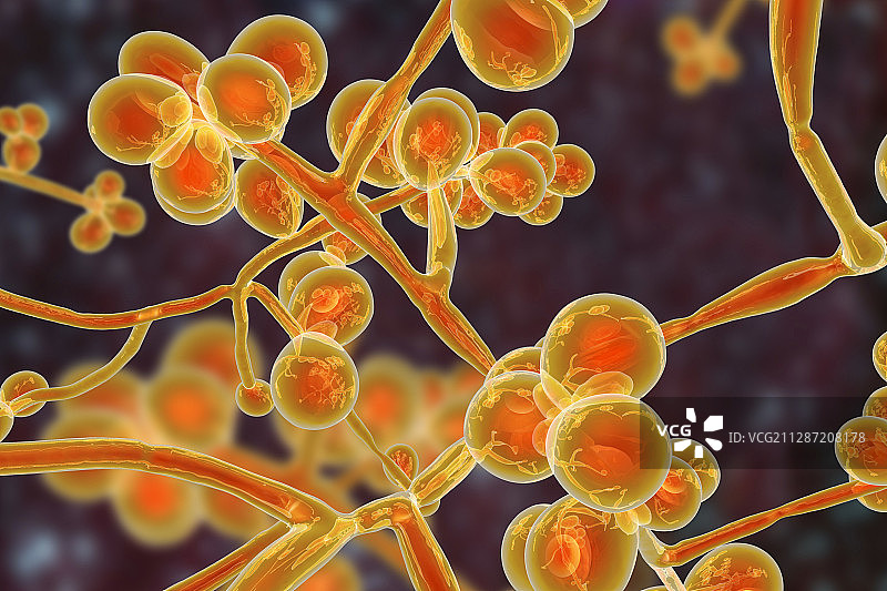 耳念珠菌真菌，图示图片素材