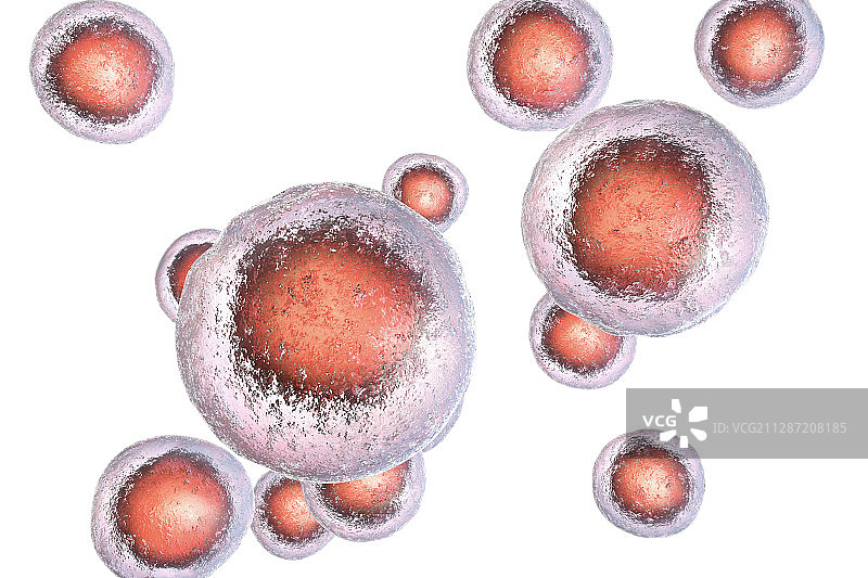 人类胚胎干细胞图图片素材