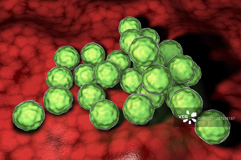 沙眼衣原体细菌，图示图片素材