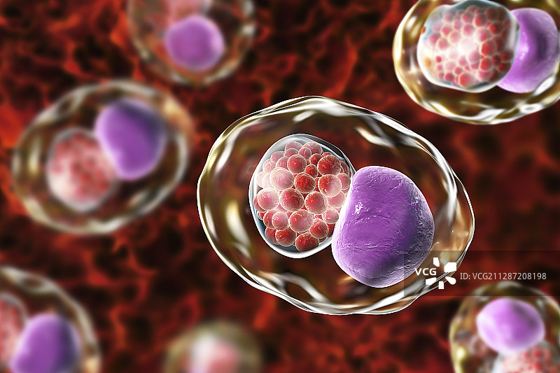 沙眼衣原体细菌，图示图片素材