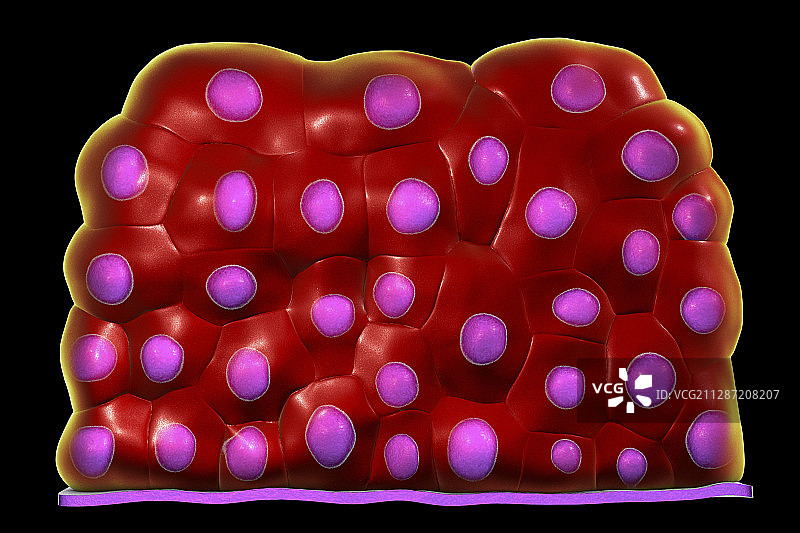 移行上皮插画图片素材