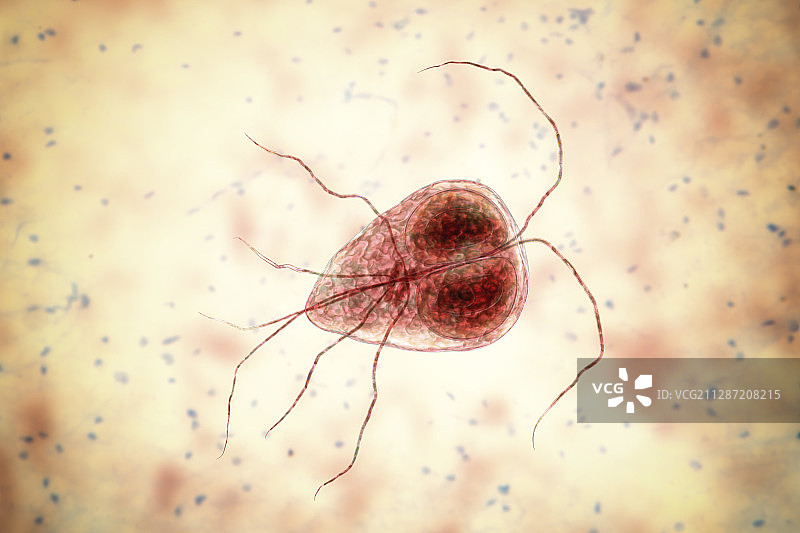 蓝氏贾第鞭毛虫寄生虫插图图片素材
