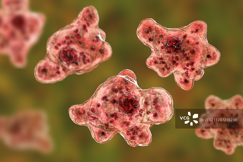 食脑变形虫纳格里虫插图图片素材