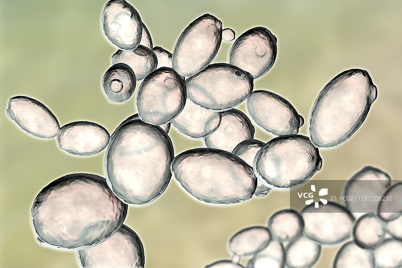 酵母菌酿酒酵母插图图片素材