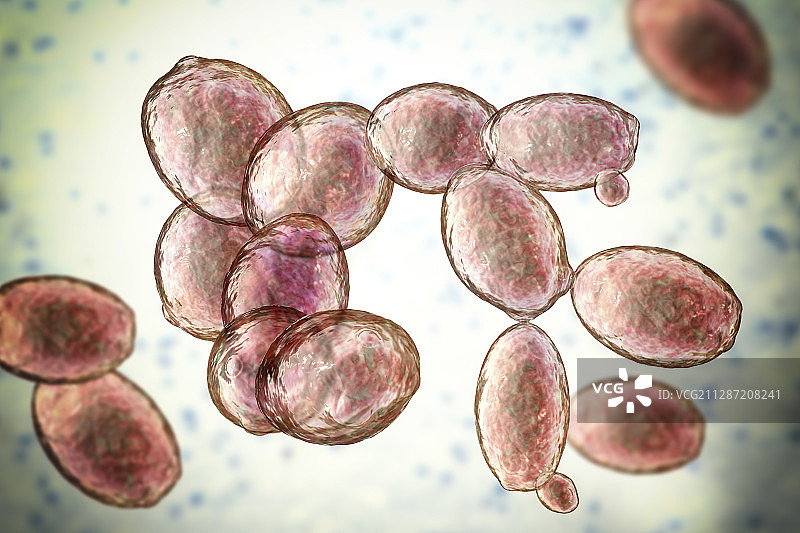 酵母菌酿酒酵母插图图片素材