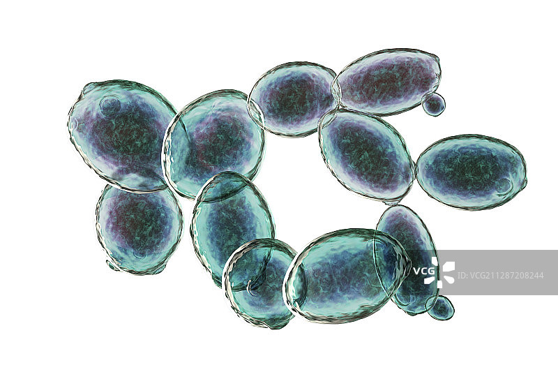 酵母菌酿酒酵母插图图片素材