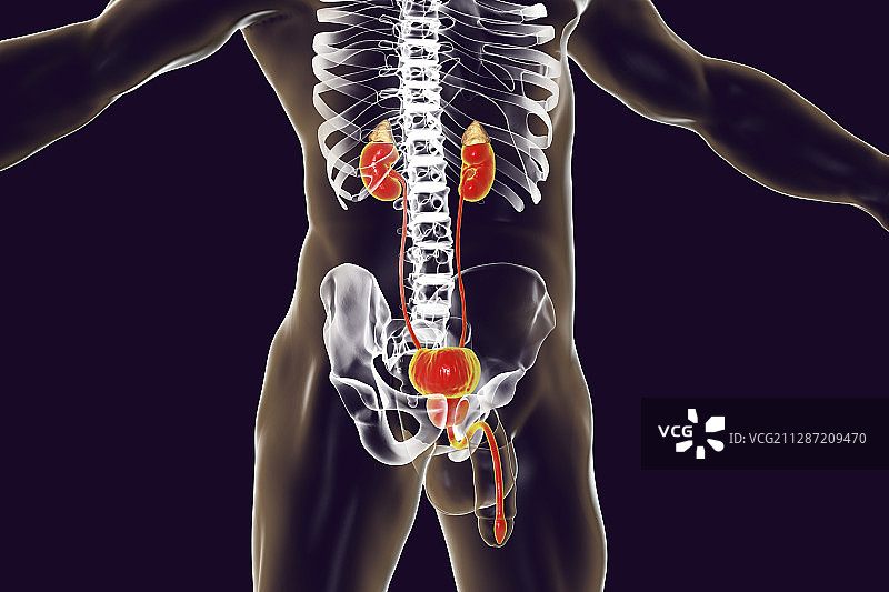 男性泌尿系统，图示图片素材