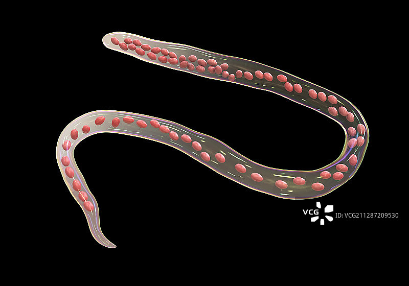 奥氏曼森线虫寄生虫插图图片素材