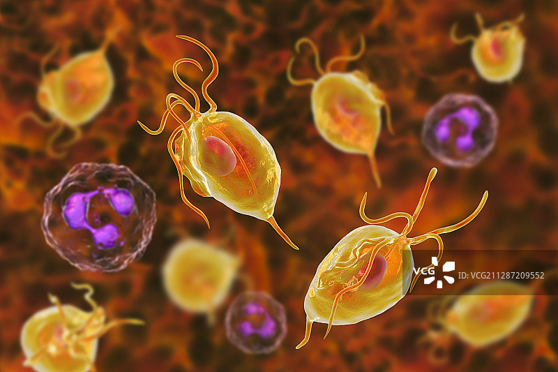 阴道毛滴虫和中性粒细胞图图片素材