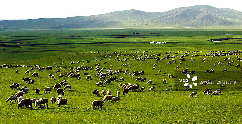 内蒙古呼伦贝尔草原放牧图片素材