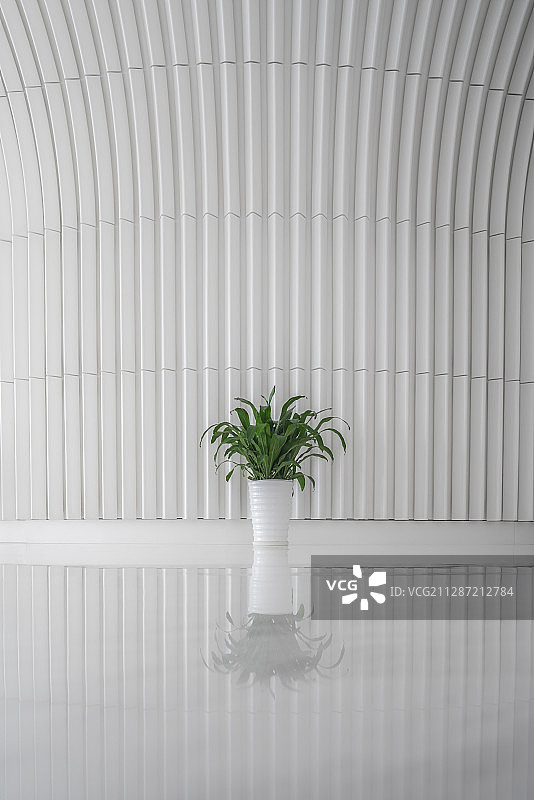 艺术馆中充满生命力的绿色植物图片素材