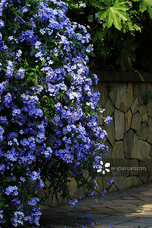 小蓝花 蓝花丹图片素材