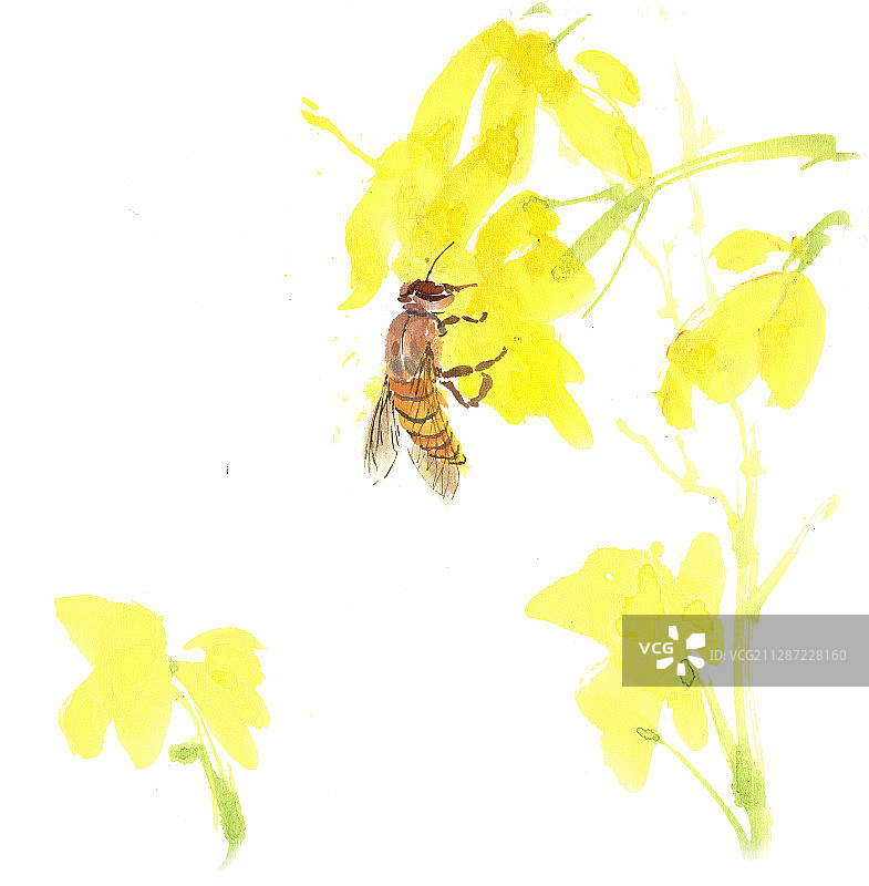 油菜花上的蜜蜂图片素材