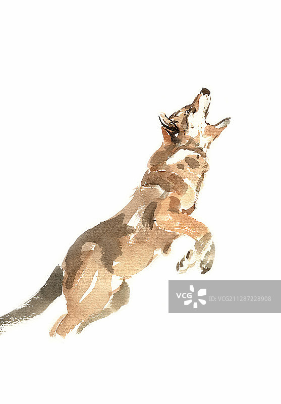 嚎叫的狼图片素材