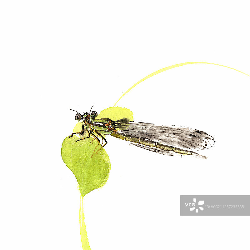 绿叶上的蜻蜓图片素材