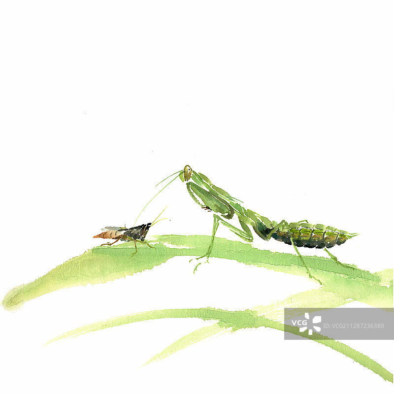 螳螂与蛐蛐图片素材