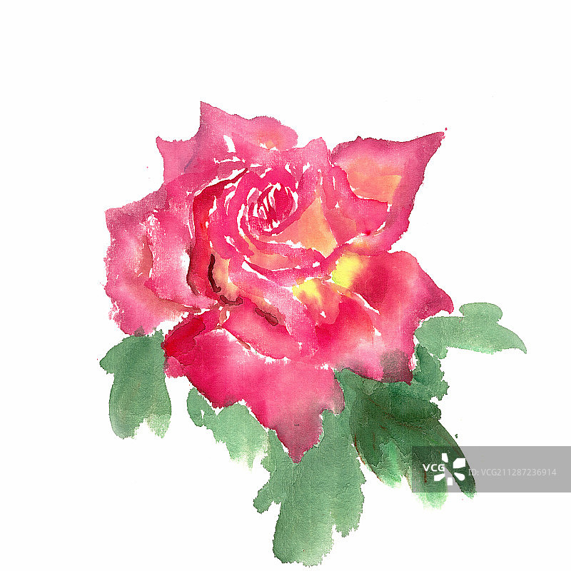 鲜艳的月季花图片素材