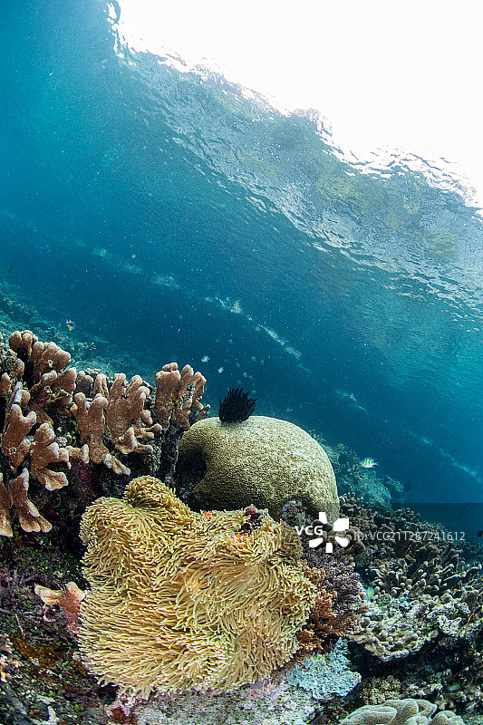 礁石上的海葵图片素材