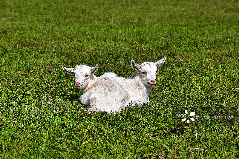 两只小羊图片素材