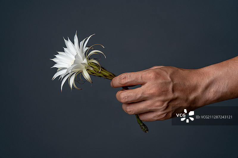 拿花的男士的手图片素材