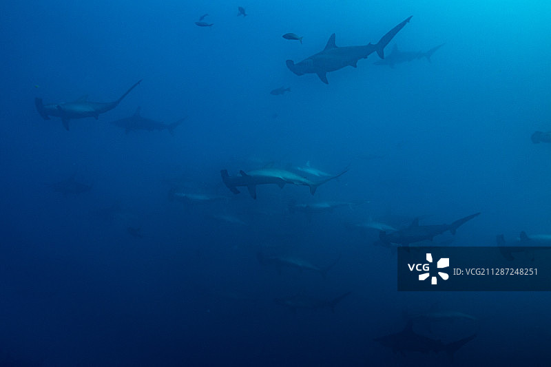 一群加拉帕戈斯锤头鲨图片素材