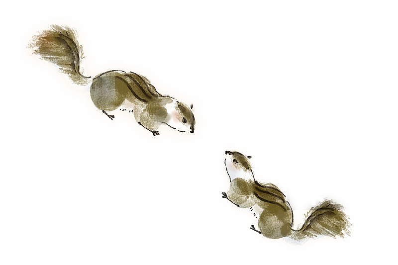 松鼠中国风古风水墨水彩插画插图图片素材