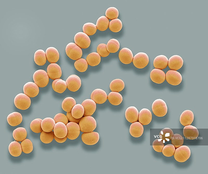 金黄色葡萄球菌，扫描电子显微镜图片素材