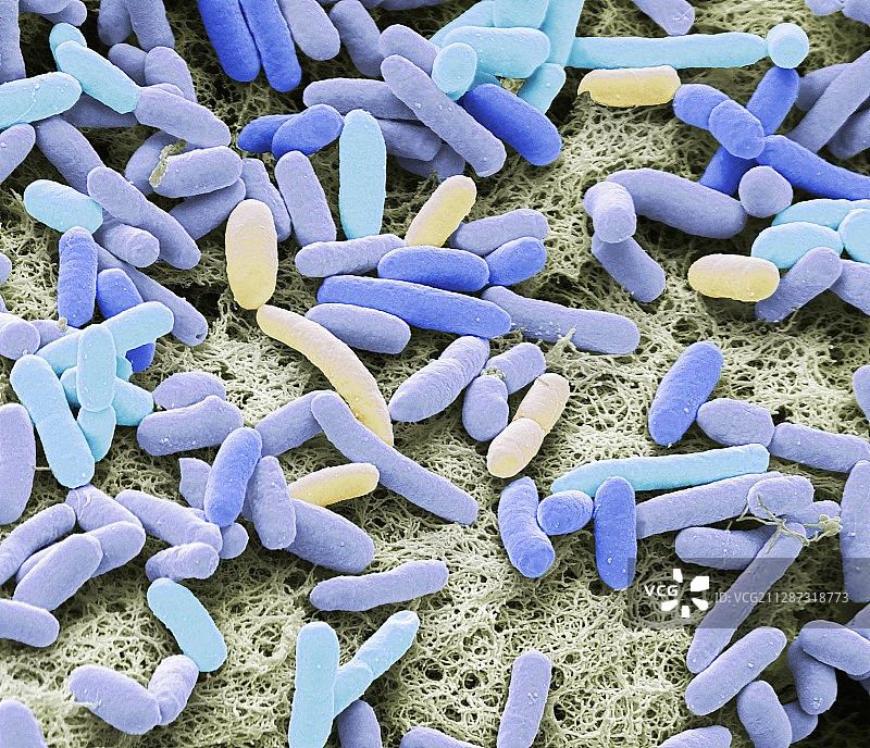 大肠杆菌，扫描电镜图片素材