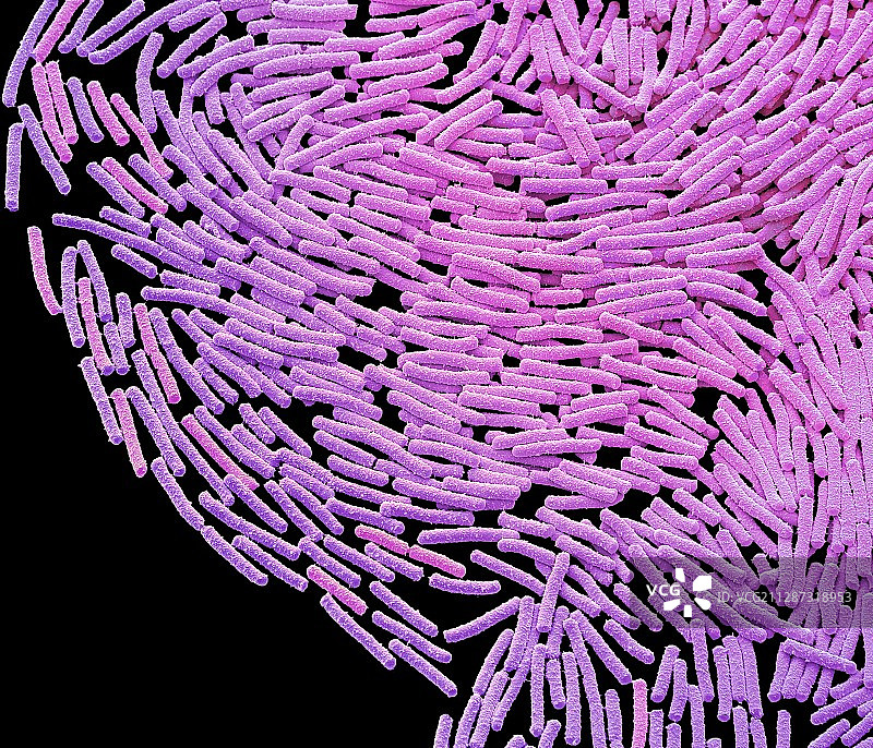 巨大芽孢杆菌，扫描电镜图片素材