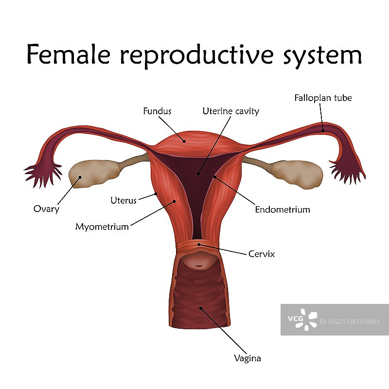 女性生殖系统插图图片素材