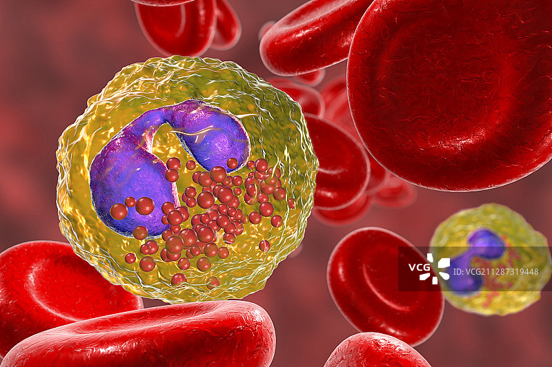 嗜酸性粒细胞白细胞图示图片素材