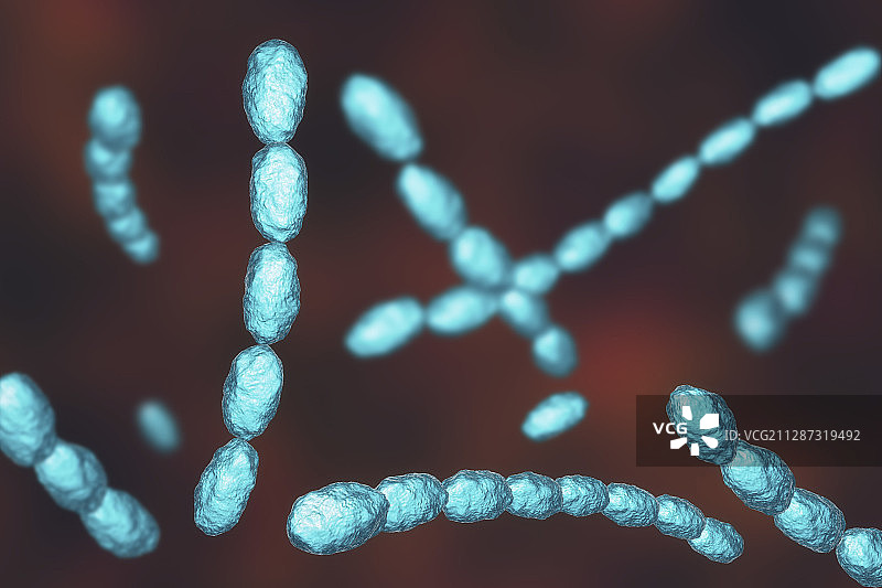 杜克雷嗜血杆菌图片素材