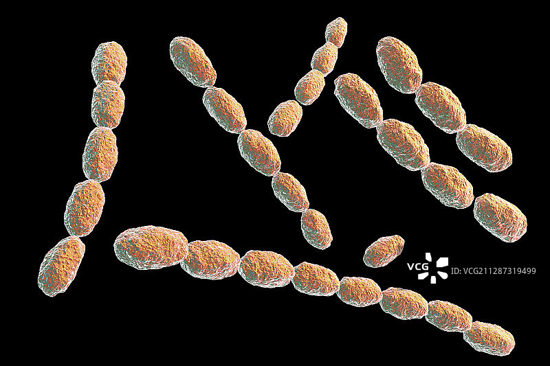 杜克雷嗜血杆菌图片素材