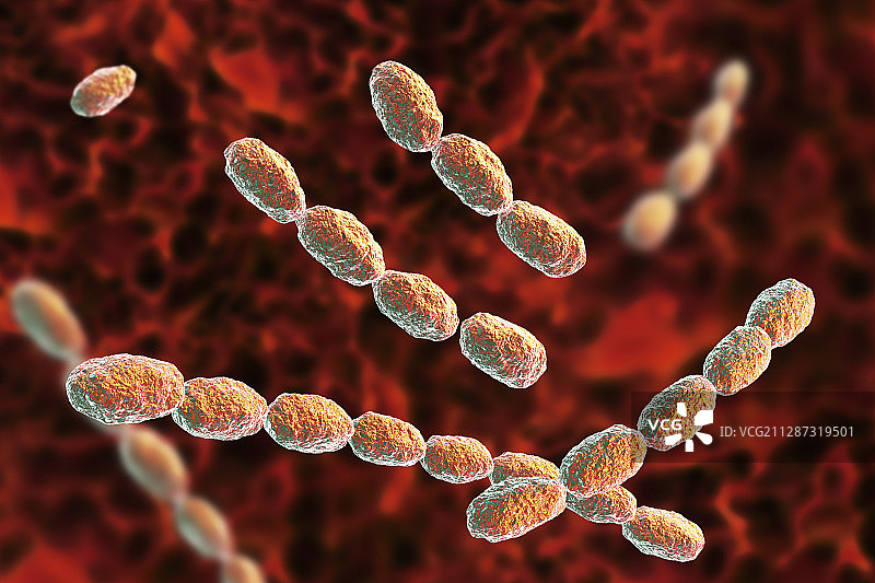 杜克雷嗜血杆菌图片素材