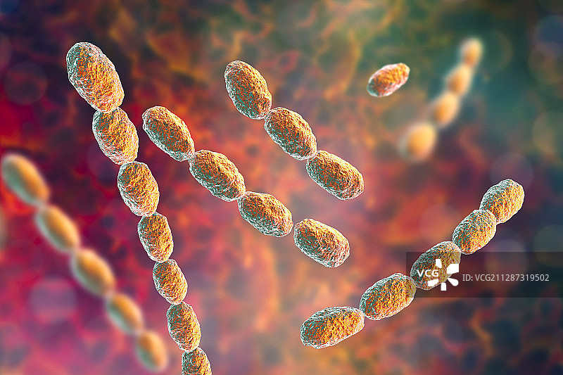 杜克雷嗜血杆菌图片素材