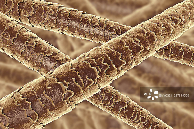 人类头发插画图片素材