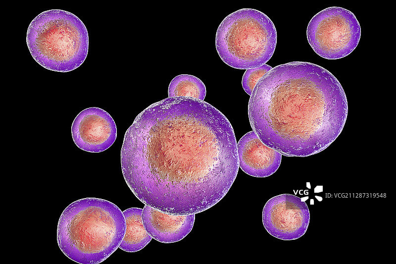 人类胚胎干细胞图图片素材