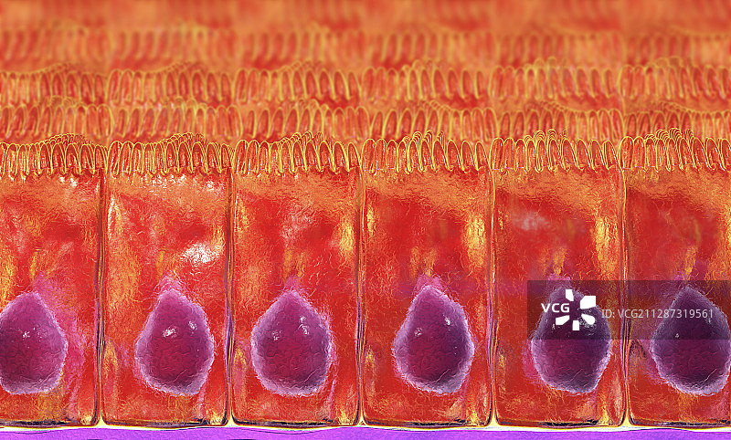 简约柱状上皮细胞插图图片素材